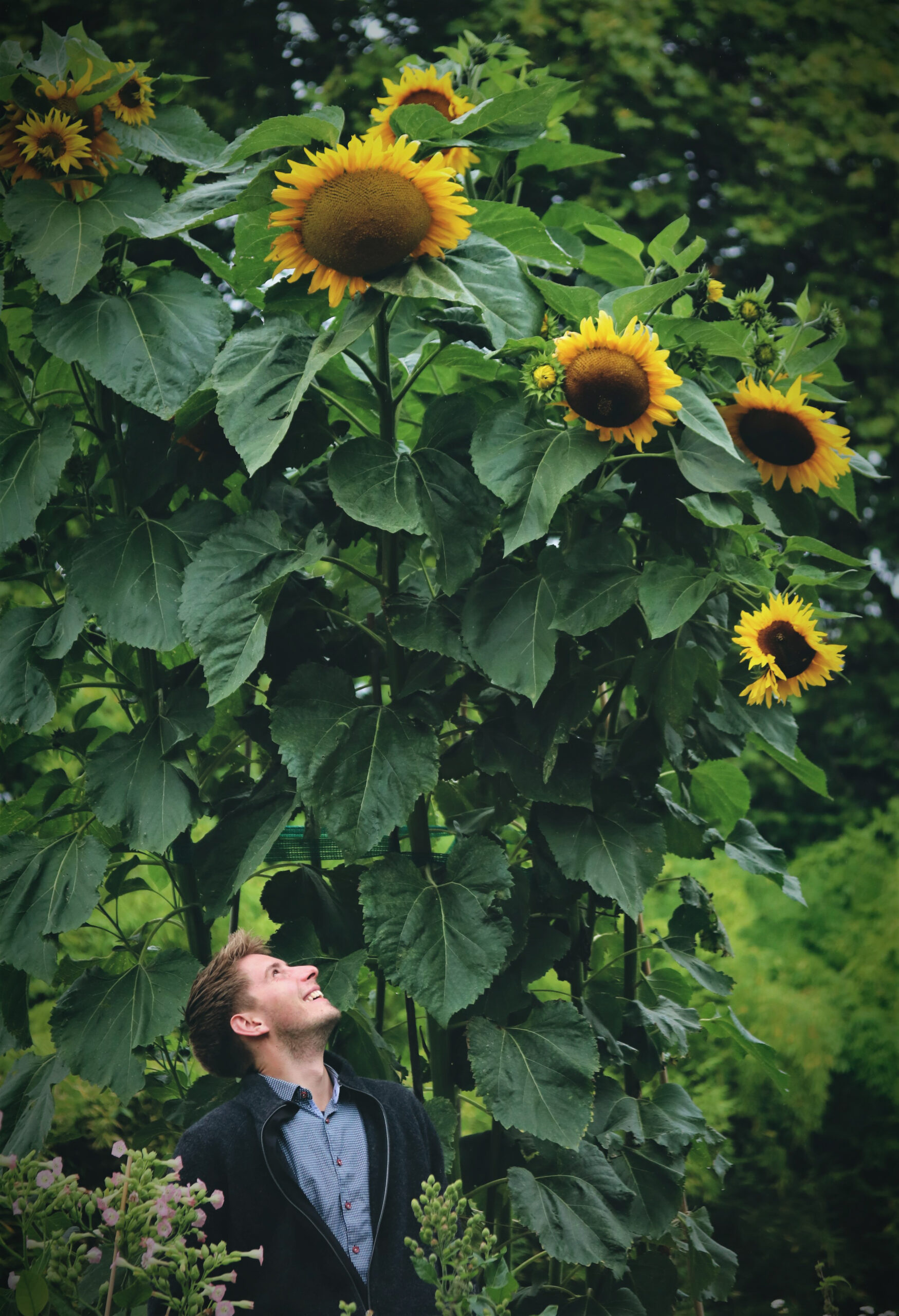 julien bota steht vor sonnenblumen